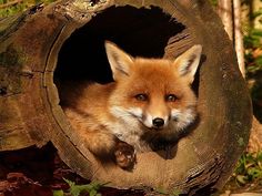 a small red fox is sitting in a hollow