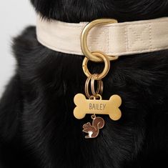 a black dog wearing a white collar with a gold plated name tag