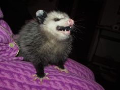 a ferret with its mouth open on top of a purple bed sheet in the dark