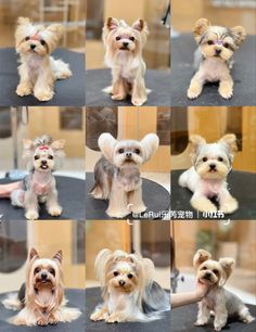 several pictures of small dogs with different haircuts on their faces and chestes