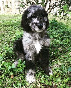 a black and white dog sitting in the grass next to a tree with green leaves