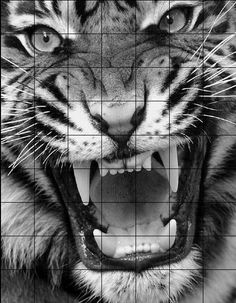 a black and white photo of a tiger with its mouth open