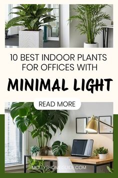 the top 10 best indoor plants for offices with minimal light read more on molyns com