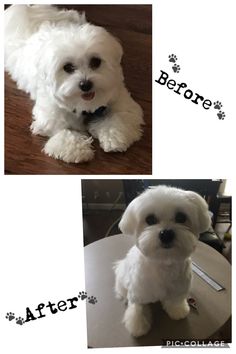 the before and after photos of a small white dog sitting on top of a table