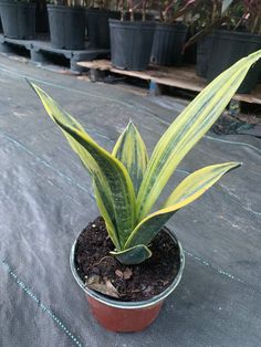 a small potted plant sitting on top of a cement floor next to some plants