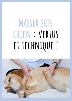 a person petting a dog laying on top of it's back with the words masser son chien vertus et techniquee