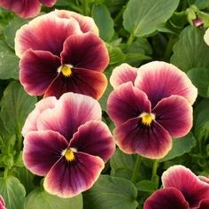 purple and yellow flowers with green leaves in the background