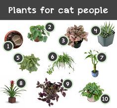 there are many different types of plants for cats to grow in their houseplants