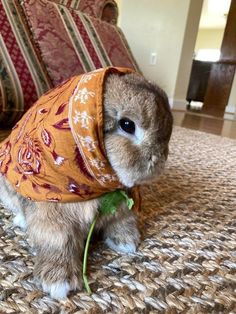 a small rabbit wearing a scarf on top of it's head