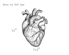 the human heart is shown in this black and white drawing, with an arrow pointing to it