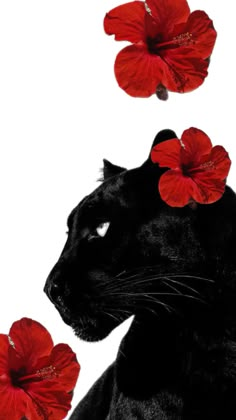 a black cat with red flowers on it's head looking up at the sky