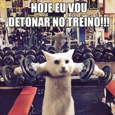 a white cat is holding two dumbs in front of his face and the caption reads, status gata linda focada na semana sema vo treina pesado