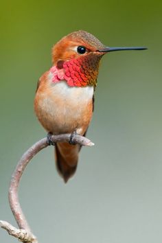 a hummingbird perches on a twig