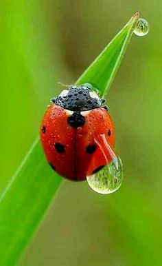 a ladybug sitting on top of a green leaf with water droplets hanging from it