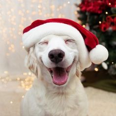 a white dog wearing a santa hat with it's mouth open and tongue out