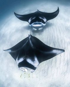 two black and white sting rays in the water