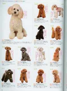 an open book showing different types of poodles and their names in english language