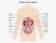 the human urn system is shown with labels on its body and in front of it