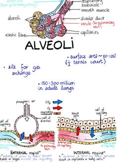 diagram of the structure of an alveoli