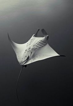 a black and white photo of a manta ray