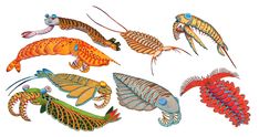 an image of different types of sea animals