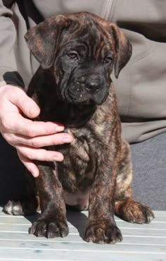 a person holding a puppy in their hand