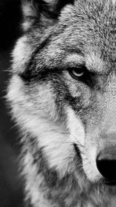 a black and white photo of a wolf