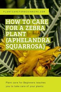 How to care for a Zebra Plant (Aphelandra squarrosa) - Plant care for Beginners Neem Oil