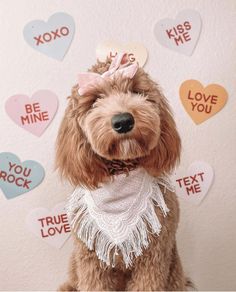 a brown dog wearing a pink bow and lace collar with hearts on the wall behind it