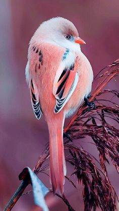 a pink bird sitting on top of a dry grass branch in front of a blurry background