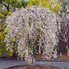 a tree with white flowers in the middle of a park