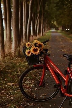 a red bike with sunflowers in the basket parked on a path between trees