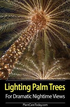 a palm tree with lights on it and the words lighting palm trees for dramatic nighttime views