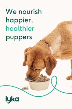 a dog eating out of a bowl with the caption we nourish happier, healthier puppers