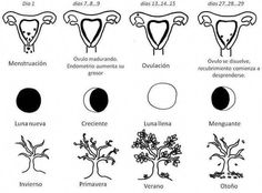 Period Cycle, Sacred Woman, Womb Healing, Magia Das Ervas, Red Tent, Divine Feminine Spirituality, Women's Circle, Sacred Feminine, Moon Cycles