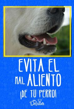 a dog with its mouth open and the words evita el mal allento written in spanish