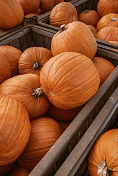 several crates filled with pumpkins sitting next to each other