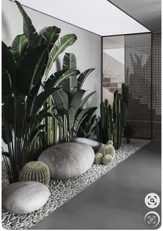 some plants and rocks in a room