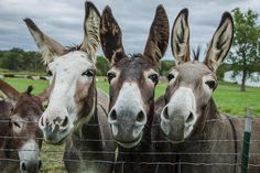 three donkeys are standing behind a fence looking at the camera metal print by panoramic images