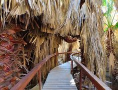 a wooden walkway leading to some palm trees and other tropical plants in the area that is covered with straw