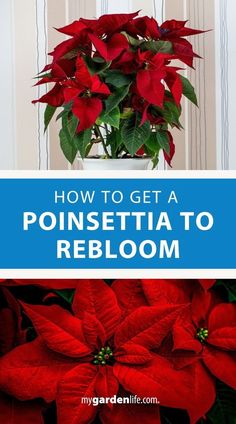 poinsettia plant with text overlay how to get a poinsettia to rebloom