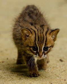 a small kitten walking across a sandy ground