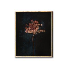 a framed photograph of a flower on a black background with gold trim around the edges