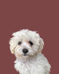 a small white dog sitting on top of a brown floor next to a red wall