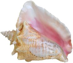 a close up of a shell on a white background