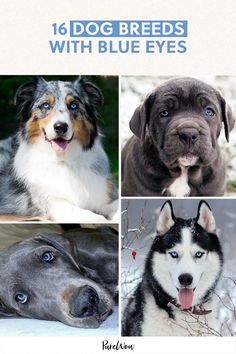 four different dogs with blue eyes are shown in this collage, one is black and the other is white