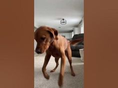 a brown dog standing on top of a carpet covered floor