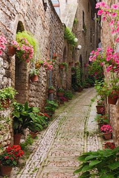 an image of a narrow street with flowers on the wall and plants growing in pots