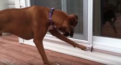 a brown dog standing on top of a hard wood floor next to a glass door