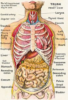 diagram of the human body organs and their functions